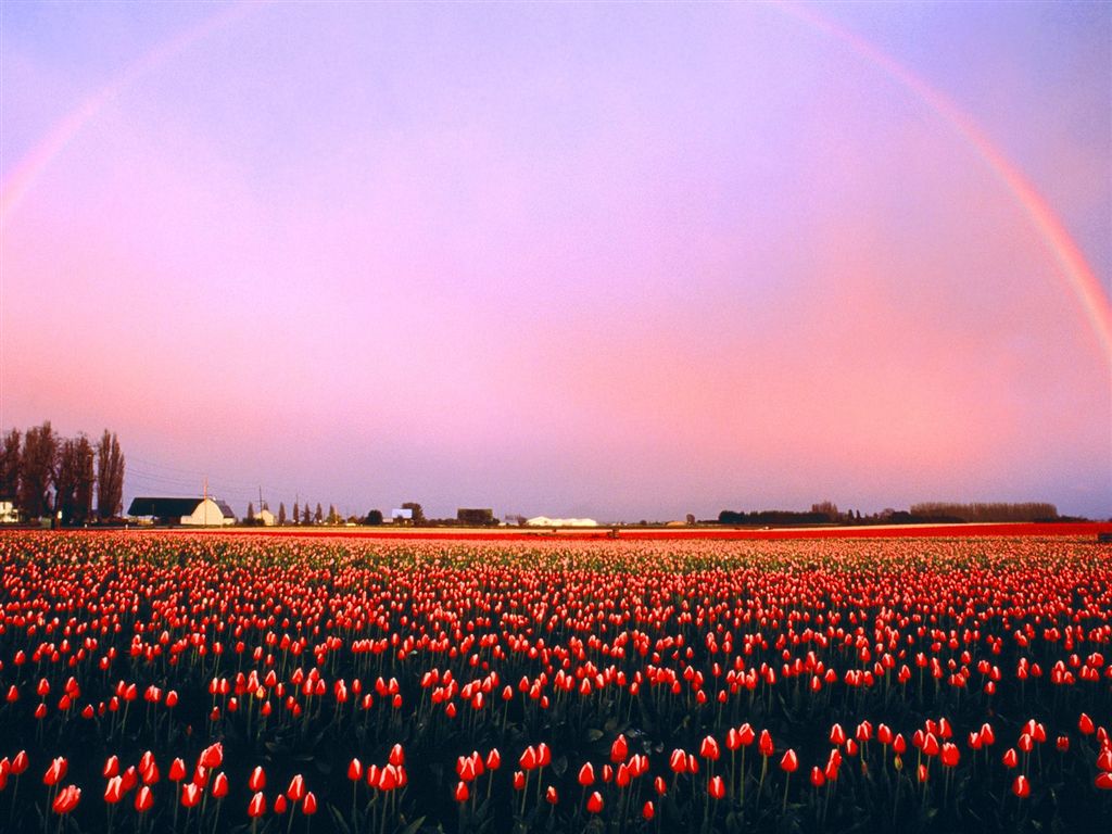 11_Skagit Valley Tulip Fields  Washington.jpg