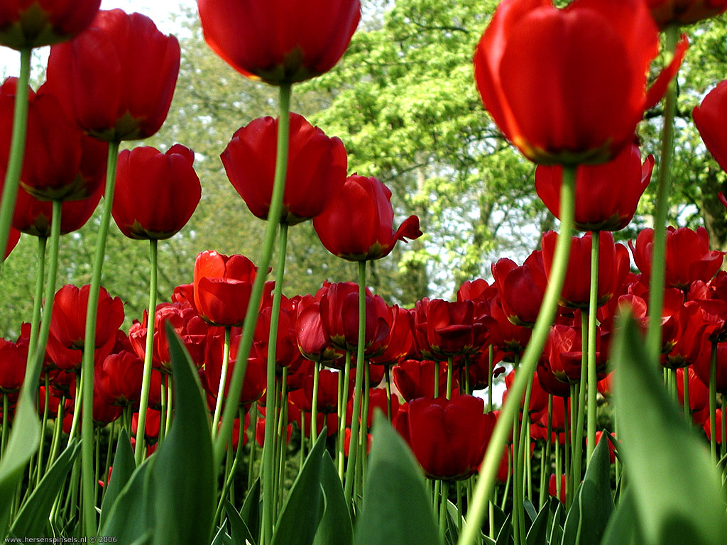 spring-tulips.jpg