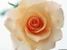beautiful-rose-1b.jpg