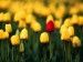 tulips_beautiful_flowers.jpg