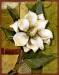 Beautiful-Magnolia-I-Print-C10398605